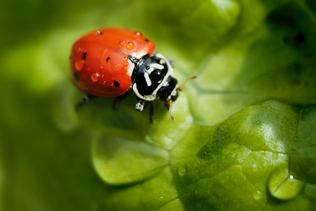 ladybird