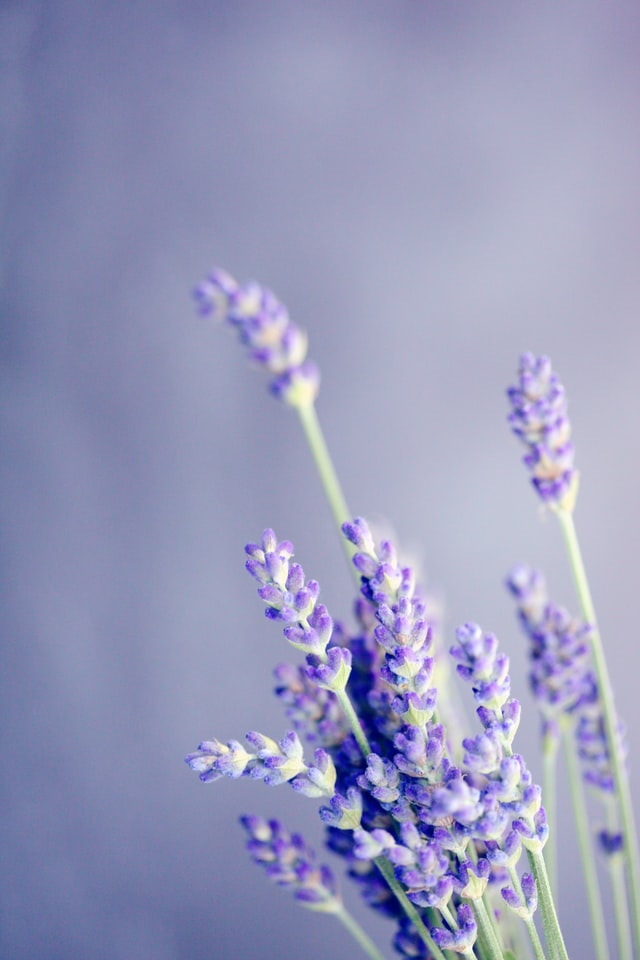 the colour purple in nature, here is a picture of lavendar