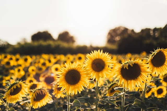 sunflowers